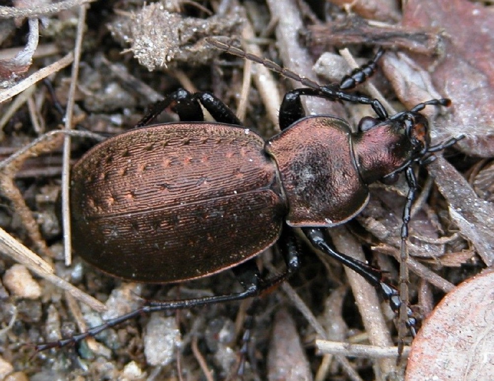 Carabus (Orinocarabus) heteromorphus